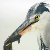 Gray heron with catch