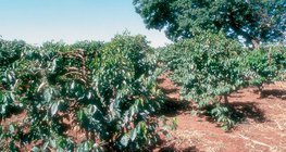 Plantación de café en Kenia