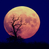 Lua cheia em ascensão