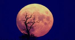 Lua cheia em ascensão