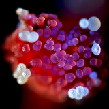 Pistilo de flor Mirabilis com grãos de pólen