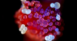 Mirabilis flor pistilo com grãos de pólen