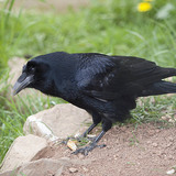 Common raven