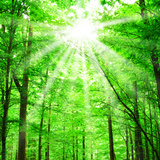 Bosque