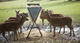 Calha de alimentação