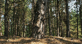 Floresta de pinheiros