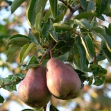 Pear tree