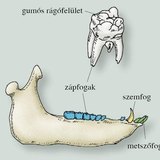 A házi sertés alsó állkapcsa