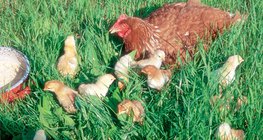 Galinha e suas crias