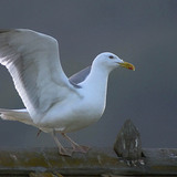 <i>The lesser black-backed gull</i>