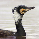 Cormorant