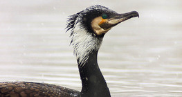 Cormorão