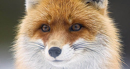 Fox portrait