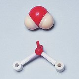 Modelos de espacio lleno y de barras y esferas de la molécula de agua