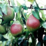 Pear