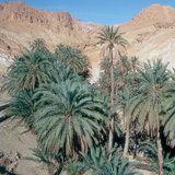 Oasis with dates in Tunisia