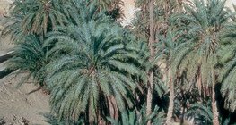 Oasis con palmas datileras en Túnez