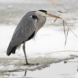 Gray heron
