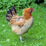 Hen