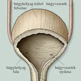 Húgyhólyag