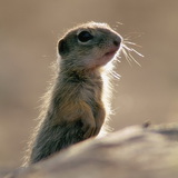 Ground squirrel