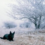 Frost