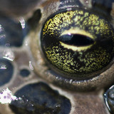 Frog eye