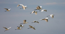 Great egrets flying