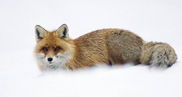 Fox in snow