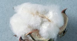 El material de la fibra de algodón es puro polisacárido (celulosa)