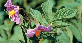 Las flores de la patata