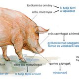 A sertés felépítése