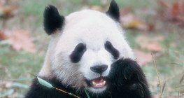 Panda gigante