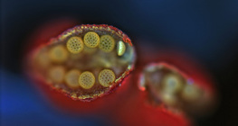 Saco de pólen Mirabilis, aberto (microscópio óptico)