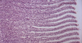 Seção de brânquia de peixe