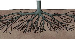 Raízes de ameixeira