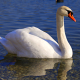 Swan