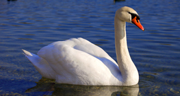 Cisne