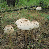 Parasol mushroom