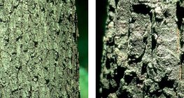 Corteza de un roble albar y un roble cabelludo