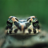 European green toad