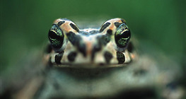 European green toad
