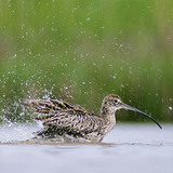 Eurasian Curlew bathing