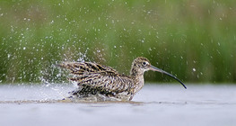 Eurasian Curlew bathing