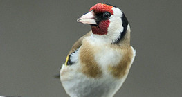 European goldfinch