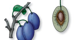 Corte longitudinal de uma ameixa