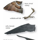 A házi veréb és a füstifecske lába és szárnya