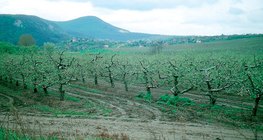 Pomar de maçãs na primavera