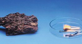 A madeira apodrece lentamente, mas queima mais rápido