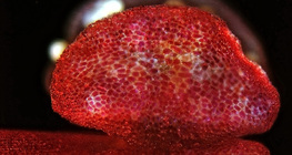 Saco de pólen Mirabilis, aberto (microscópio óptico)